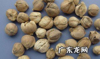 孕妇能吃豆蔻和肉桂做的饭吗 孕妇可以吃豆蔻吗
