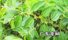 黄麻叶的做法 黄麻叶的炒法
