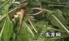 孕妇可以喝蒲公英茶吗 孕妇可以喝蒲公英茶吗?