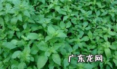 荆芥的营养价值及功 荆芥的营养价值