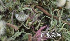 喝蒲公英叶茶的好处 喝蒲公英叶茶的好处有哪些