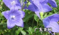 紫花桔梗的营养价值 紫花桔梗的营养价值及功效