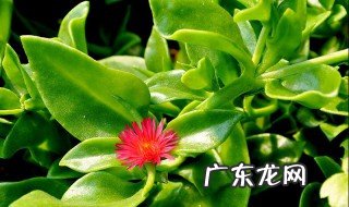穿心莲忌什么 穿心莲的宜忌人群
