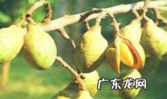 哪些人不适合吃肉豆蔻 吃肉豆蔻会兴奋吗