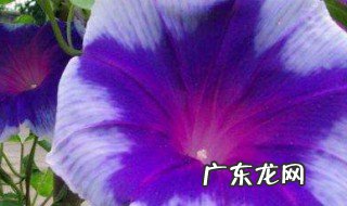 牵牛花左旋还是右旋 旋花和牵牛花的区别