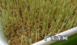 麦芽糖的做法视频 麦芽的做法