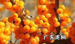 沙棘的作用与功效和副作用 沙棘的作用与功效