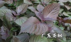 苏子叶怎么吃好吃有什么营养价值 紫苏叶的营养价值