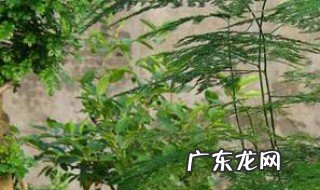 云竹该怎么养护 云竹怎么养护,几天浇一次水