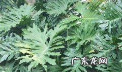 春羽的作用 春羽的养殖方法和注意事项 春羽的作用