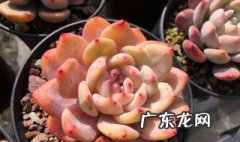 服盆期的多肉怎么养护 服盆期多肉多久浇一次水