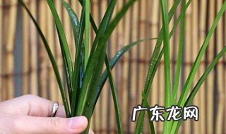 兰花中国龙怎么养殖方法和注意事项 兰花中国龙怎么养殖方法和注意事项视频