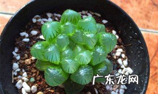 多肉姬玉露的养殖方法和注意事项 多肉姬玉露的养殖方法和注意事项