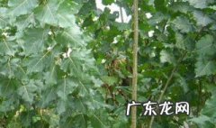 树苗栽培技术 树苗的养殖方法和注意事项