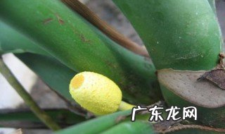 龟背竹怎么繁殖图解 龟背竹常用的繁殖方法是什么