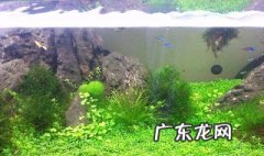 鱼缸水泵使用视频教程 鱼缸水泵的使用方法有哪些?