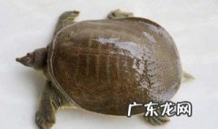 团鱼如何过冬保存 团鱼如何过冬