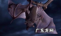 蝙蝠如何休息 蝙蝠怎么休息