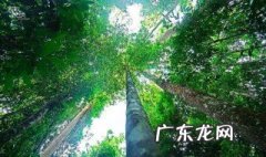 中国最高的树多少米 中国最高的树多少米长
