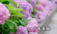 怎么让绣球花变色变色的原因 怎么使绣球花变色