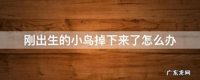 小鸟宝宝掉下来怎么办 刚出生的小鸟掉下来了怎么办