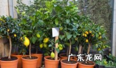 柠檬树盆栽在家里禁忌 家里最旺财的三种树