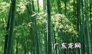 竹子有什么品种 中国有多少种竹子