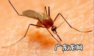 怎样不被蚊子咬 蚊子喜欢咬的8类人