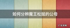 如何分辨魔王松鼠的公母 魔王松鼠公母哪个温顺