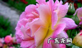 形容花的唯美成语有哪些成语 形容花的唯美成语有哪些