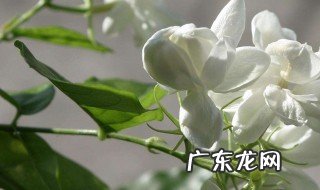 茉莉花茶 蒲公英 茉莉花蒲公英茶的功效