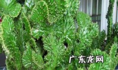 植物对环境的作用有哪些 植物对环境的重要性