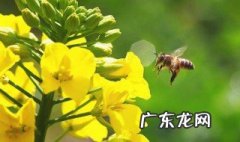 油菜花蜜功效禁忌人群 油菜花蜜的功效与作用及食用方法