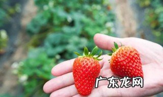 草莓籽很突出怎么回事 草莓籽突出来