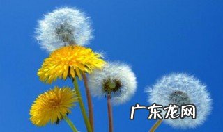 植物传播方式有哪些五种 植物传播方式有哪几种