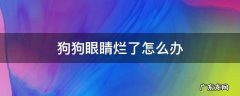 狗狗眼睛烂了怎么办 狗狗眼睛烂掉了怎么办在农村