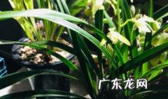 兰花与君子兰 兰花和君子兰用一样的土可以吗