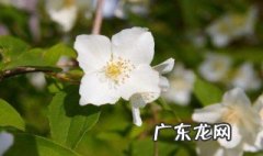 茉莉什么时候季节开花结果 茉莉什么时候季节开