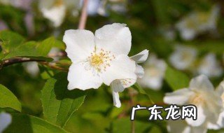 茉莉什么时候季节开花结果 茉莉什么时候季节开