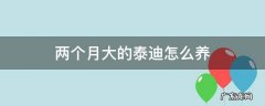 两个月的泰迪怎么养应该注意什么 两个月大的泰迪怎么养