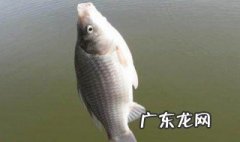 冬季钓草鱼用玉米可以吗 冬季钓草鱼用玉米可以吗