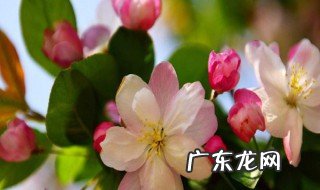 海棠树的花长什么样 海棠花的树是什么样子的