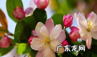 蜜蜂一般采什么状态的花朵 蜜蜂一般采什么状态的花