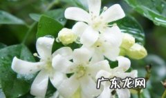 花蕾是花的某一部分吗 花蕾是花的某一部分吗图片