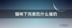 猫咪下完崽吃什么催奶 猫咪下崽后喂什么好
