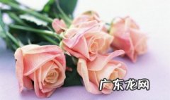 玫瑰花什么季节开的最多呢 玫瑰花什么季节开的最多