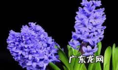 什么花的花语是幸福常伴你左右呢 什么花的花语是幸福常伴你左右