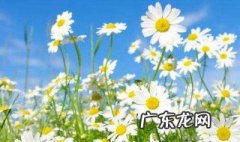代表隐忍克制的爱的花是什么花 代表隐忍克制的爱的花