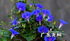 陶缸放什么样的花好看又实用 陶缸放什么样的花好看