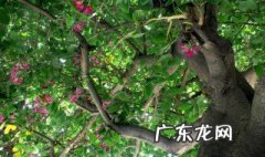 紫荆树是什么时候开放 紫荆树在什么时候开花